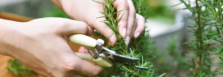 Person schneidet Rosmarin mit Schere